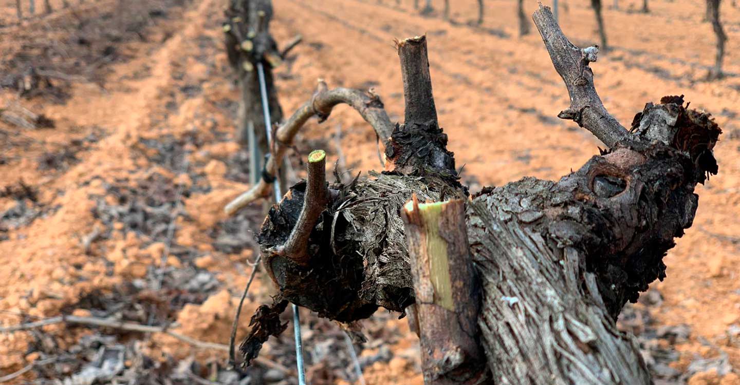 El Gobierno de Castilla-La Mancha permitirá la quema de residuos vegetales con una resolución dando así seguridad jurídica a los agricultores en el medio rural