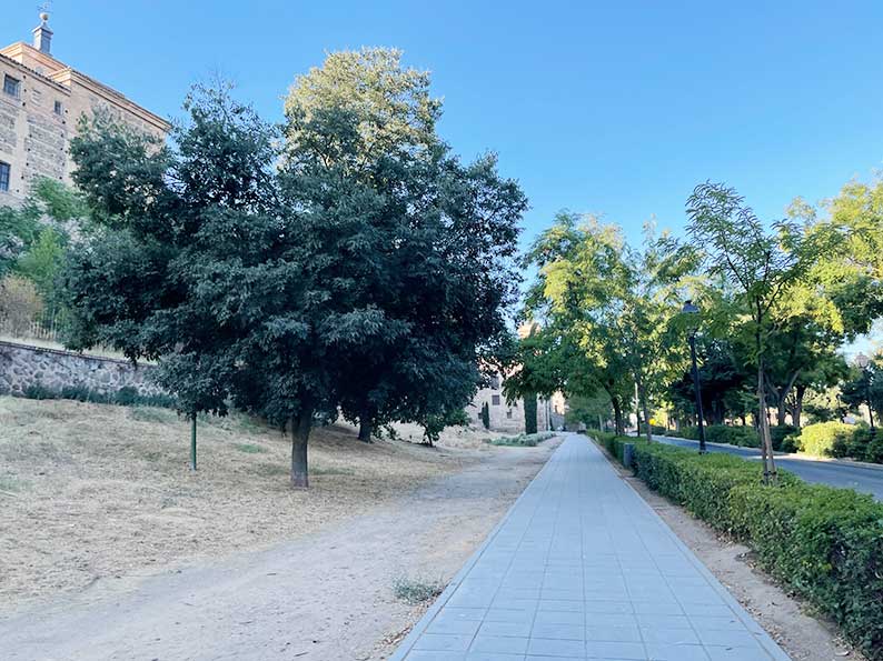 Esteban Paños propone impulsar un Vivero Municipal en Toledo que garantice plantón propio y ayude a mejorar el arbolado y las zonas verdes