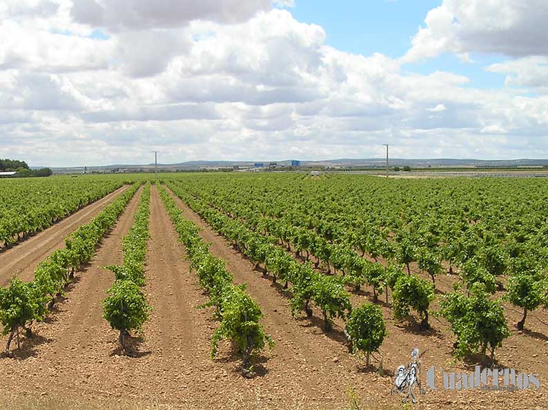 El Gobierno de Castilla-La Mancha ingresará en dos meses más de 460 millones a agricultores y ganaderos correspondientes a diferentes pagos de la PAC 