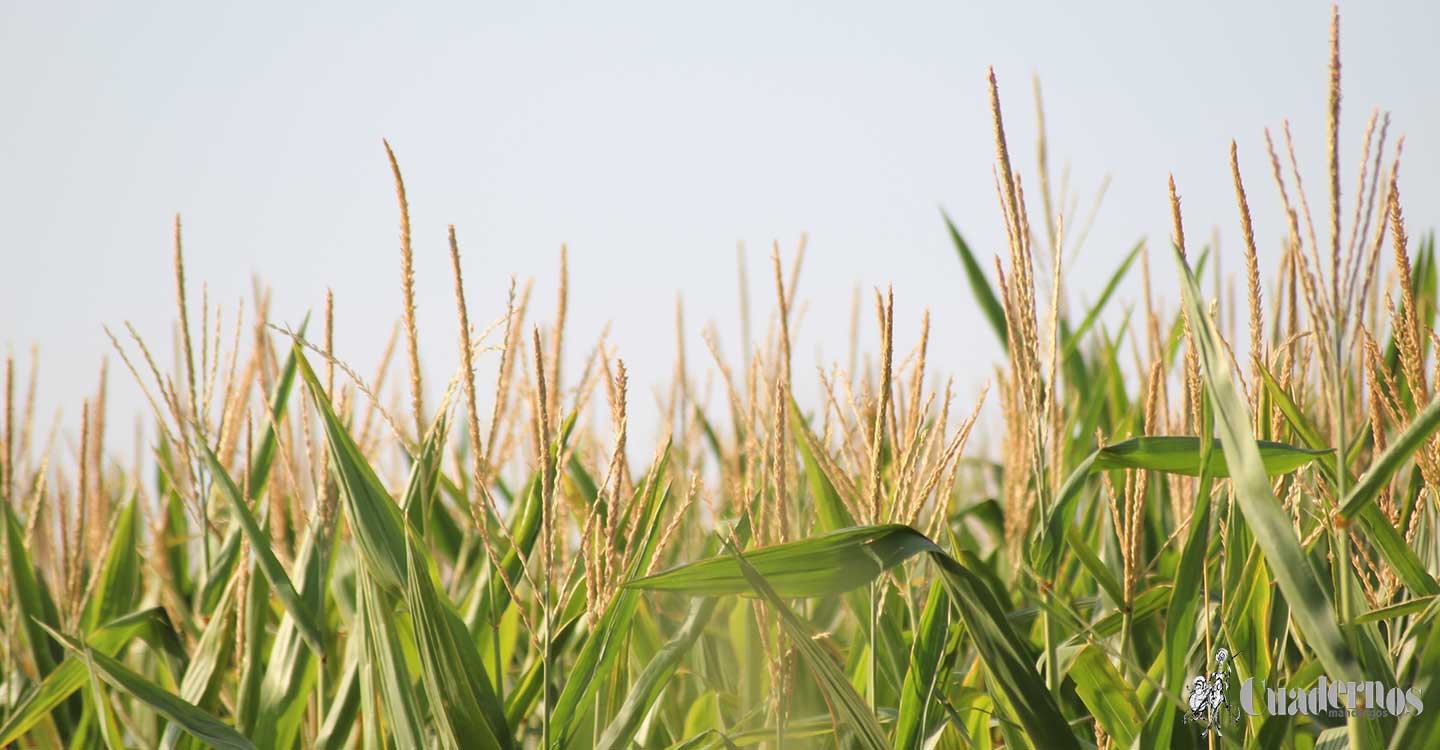 Los agricultores aseguran que no se cumple la Ley de la Cadena Alimentaria en el sector cerealista