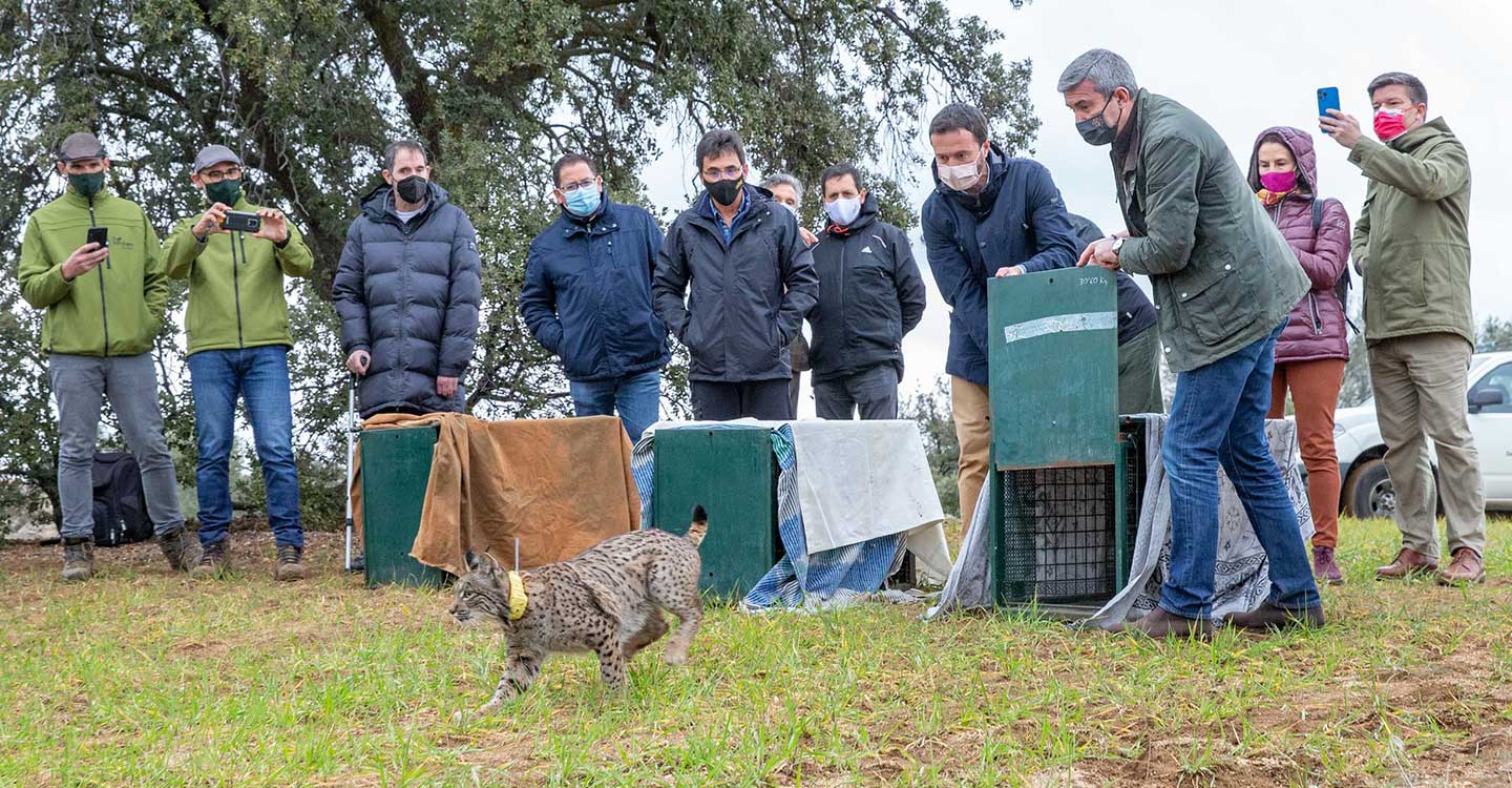 Las poblaciones de lince ibérico se consolidan en Castilla-La Mancha con 208 cachorros de la especie nacidos en libertad durante 2021 en las tres zonas de reintroducción