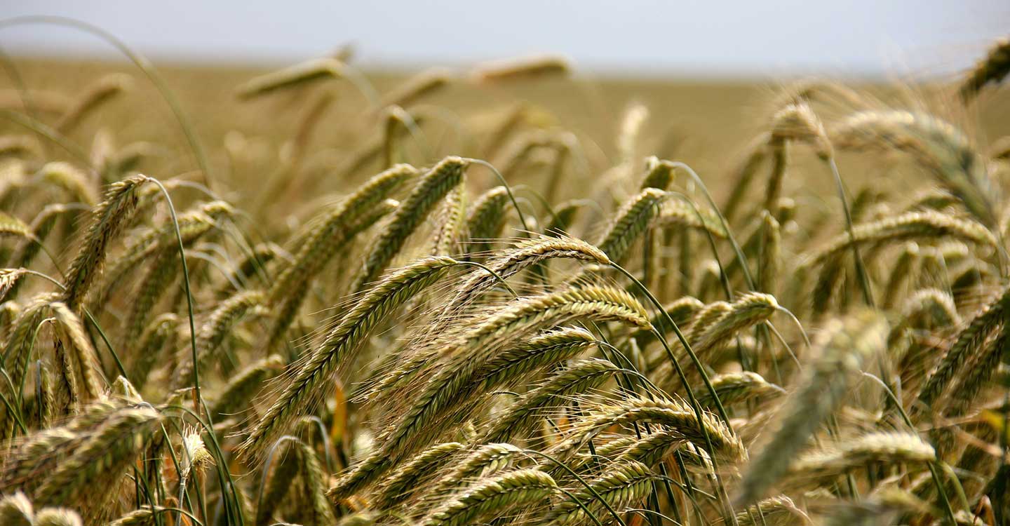 El Ministerio de Agricultura, Pesca y Alimentación convoca ayudas para entidades representativas del sector agrario