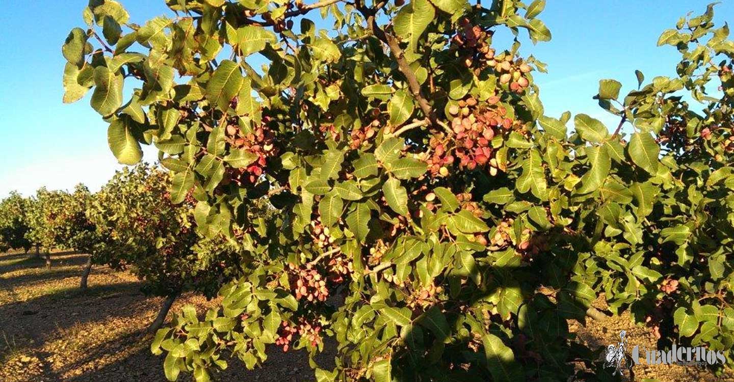 Nace la Federación de Productores de Pistacho de Castilla La Mancha (FEDAPISTACHO)