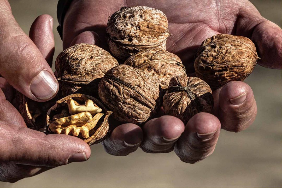 La Denominación de Origen Protegida Nueces de Nerpio se convierte en la figura de calidad número 37 de Castilla-La Mancha