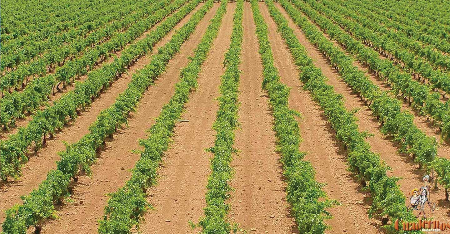 El Gobierno de Castilla-La Mancha encabeza la iniciativa en Europa para que la política agraria común se adapte a la realidad regional actual