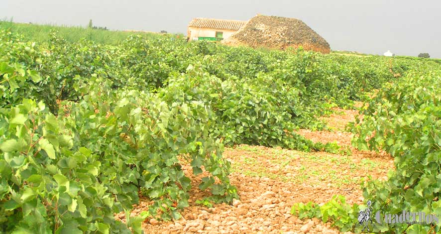 Los agricultores y ganaderos de Castilla-La Mancha percibirán cerca de 300 millones de euros en pagos anticipados de la PAC 