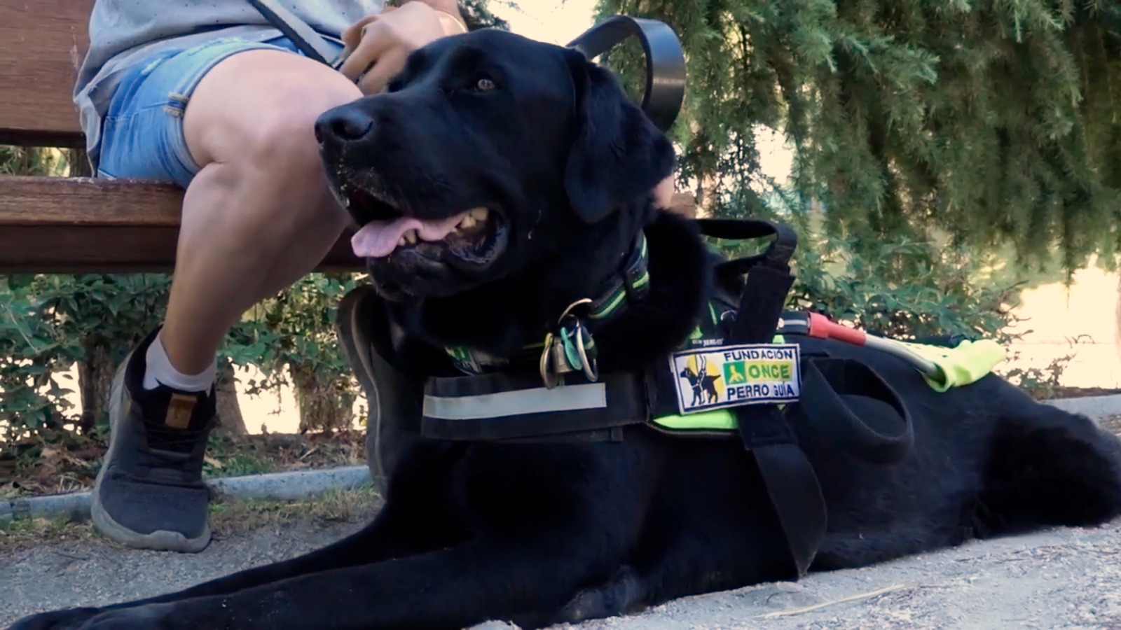 Los perros guía de la ONCE en Castilla-La Mancha reclaman no distraer su atención mientras caminan junto a una persona ciega 