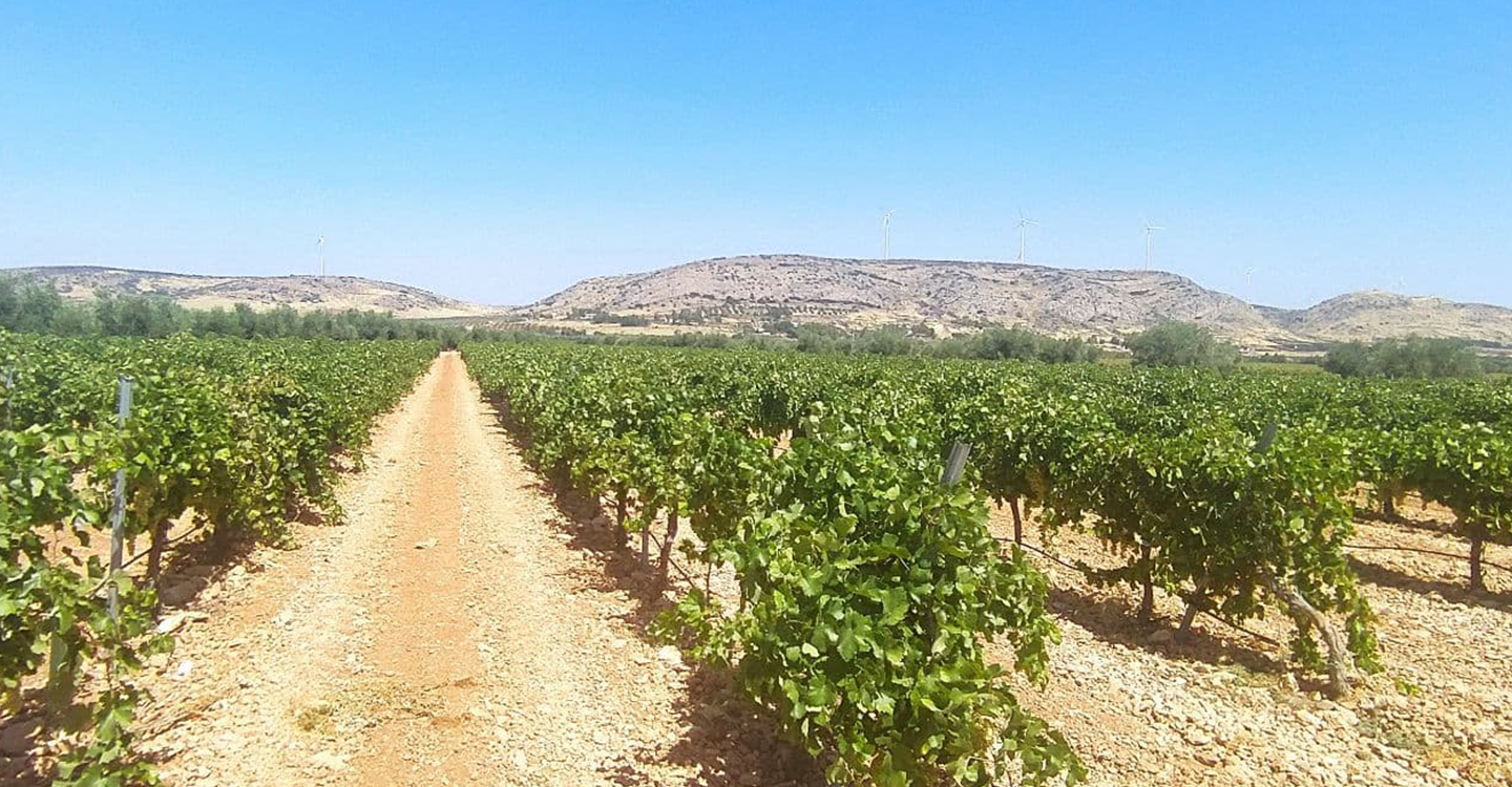 Podemos pide a grandes productores y comercializadores responsabilidad con el precio de la uva 