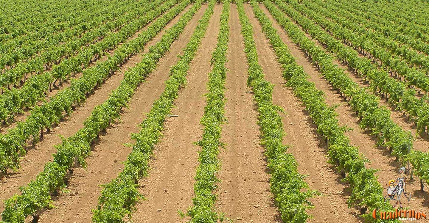 La reducción en los módulos en el régimen de estimación agraria del IRPF 2021 en Castilla-La Mancha beneficia a todos los sectores ganaderos y los cultivos de vid y almendra