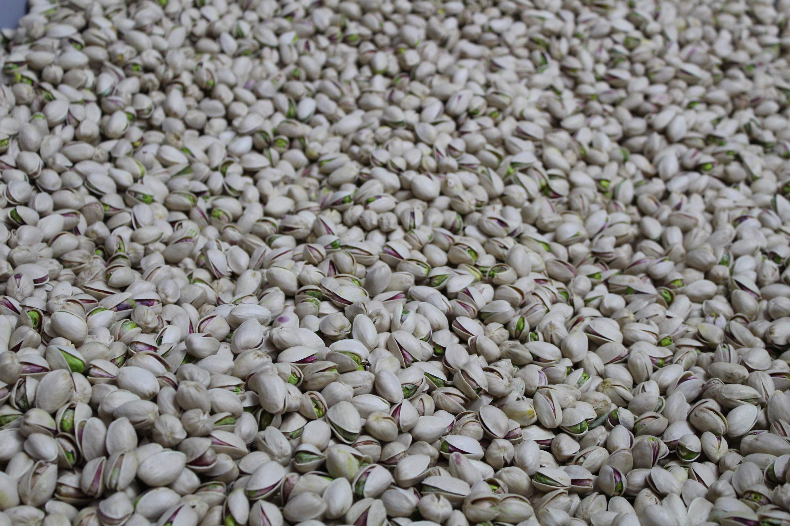 El sector del pistacho protagonizará gran parte de la programación de “AOVE & NUTS Experience 2024”  