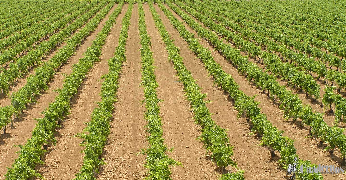 El Gobierno de Castilla-La Mancha flexibiliza la normativa en torno a la reestructuración para ayudar a los viticultores a hacer frente a fenómenos como la sequía
