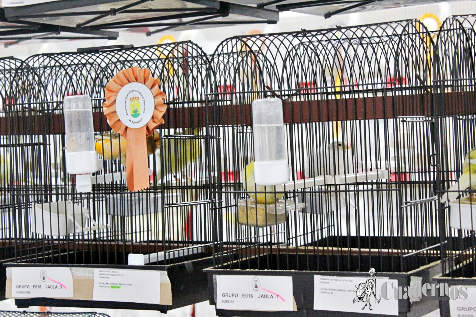 Concurso-Exposicion Ornitológica Tomelloso