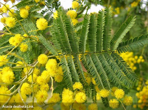 Acacia dealbata Link.