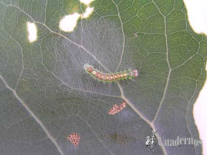 Acronicta megacephala