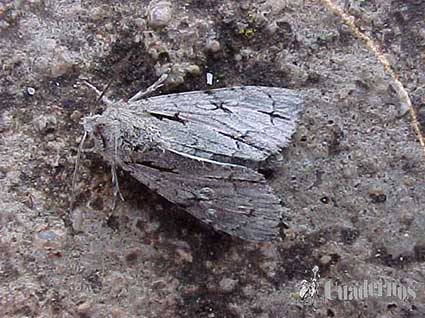 Acronicta psi L.