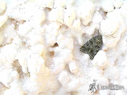 Acronicta rumicis