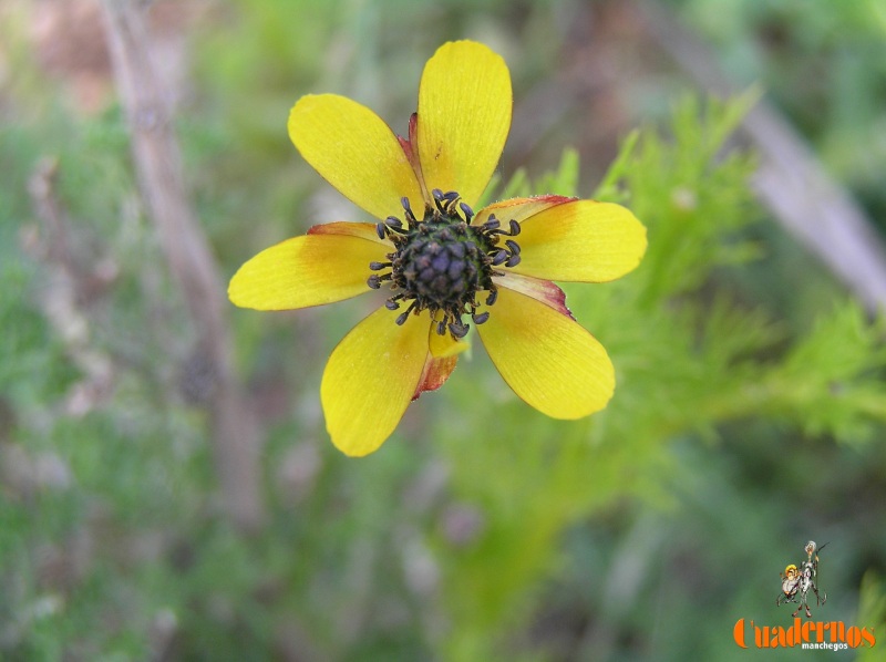 Flores y Frutos de la Comarca de Tomelloso (IX)