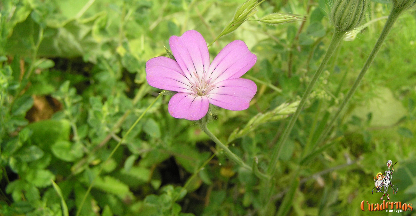 Plantas silvestres de la Comarca de Tomelloso : "Agrostemma githago L."