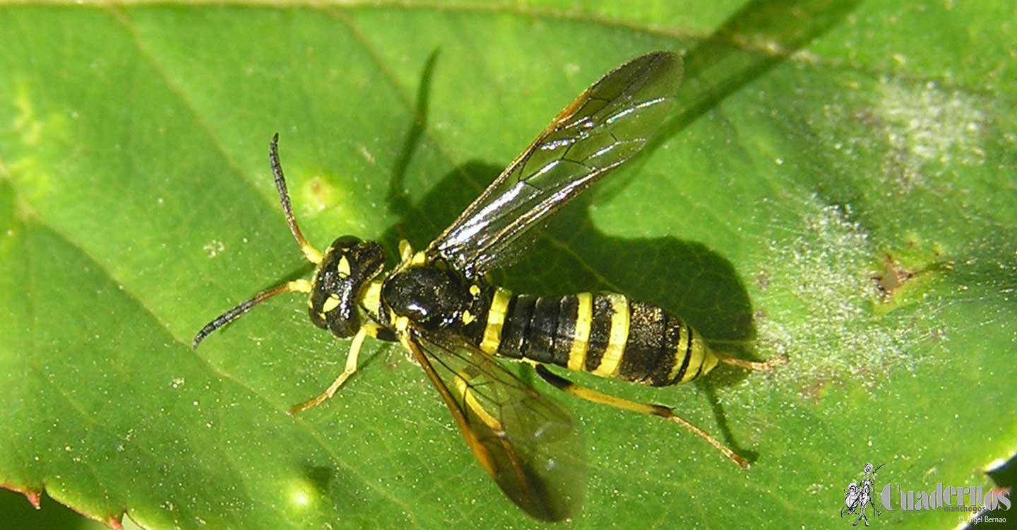Insectos: Mosca Sierra (Allantus viennensis (Schrank))