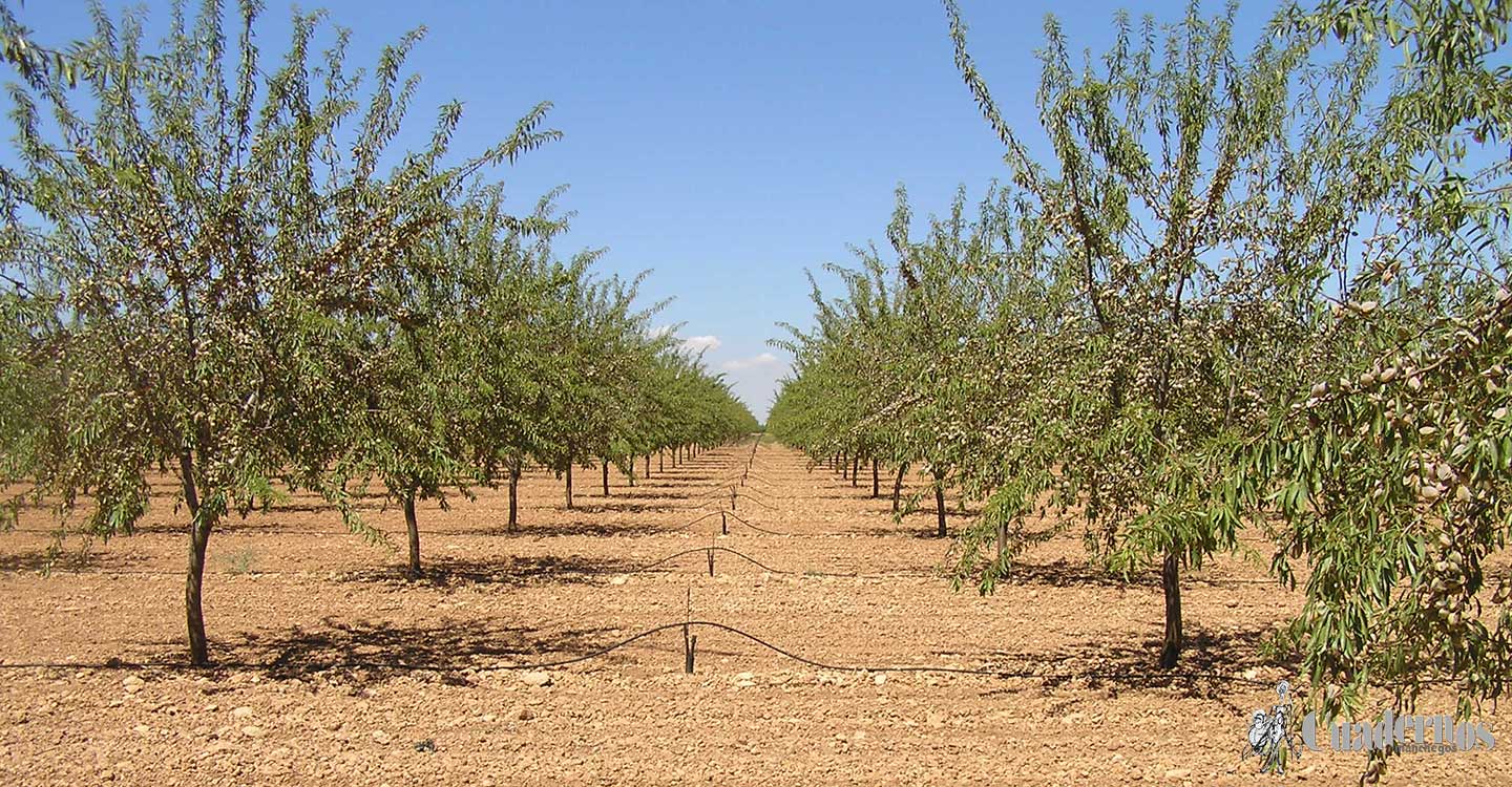 El almendro en la comarca de Tomelloso (III)