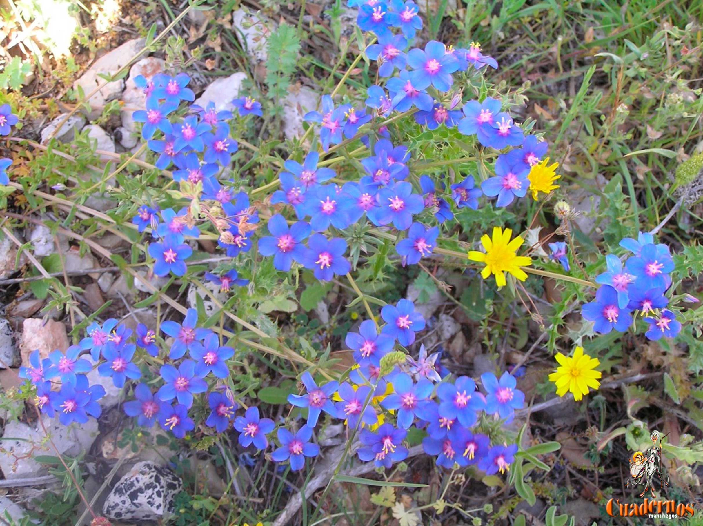 Plantas silvestres de la Comarca de Tomelloso: "Anagallis arvensis L., Anchusa azurea Miller y Aphyllanthes monspeliensis L."