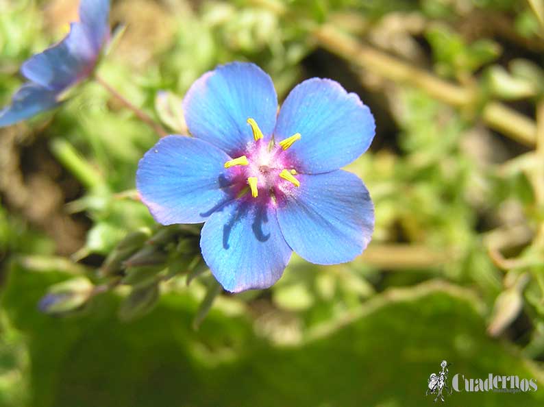 Anagallis Arvensis