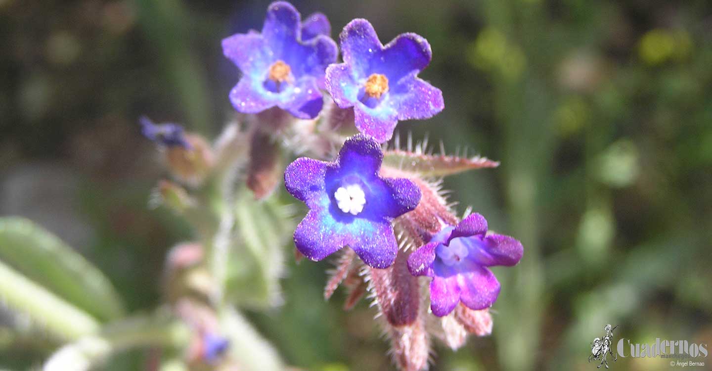 Plantas medicinales de la comarca de Tomelloso: Anchusa azurea Miller