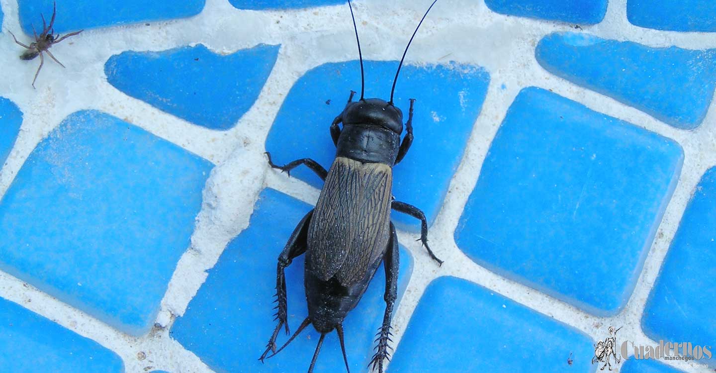 Mundo animal de la Comarca de Tomelloso : Gryllus campestris