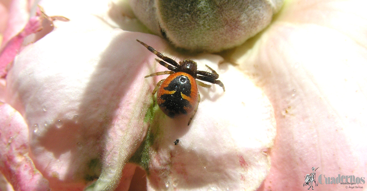 Mundo animal: La araña Napoleón en Tomelloso
