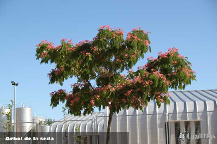 Árbol de la seda