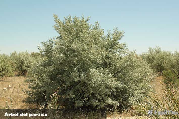 Árbol del paraíso