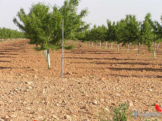 Árboles frutos secos