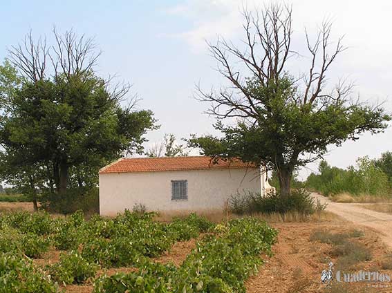 Árboles frutos secos