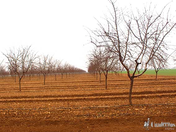 Árboles frutos secos