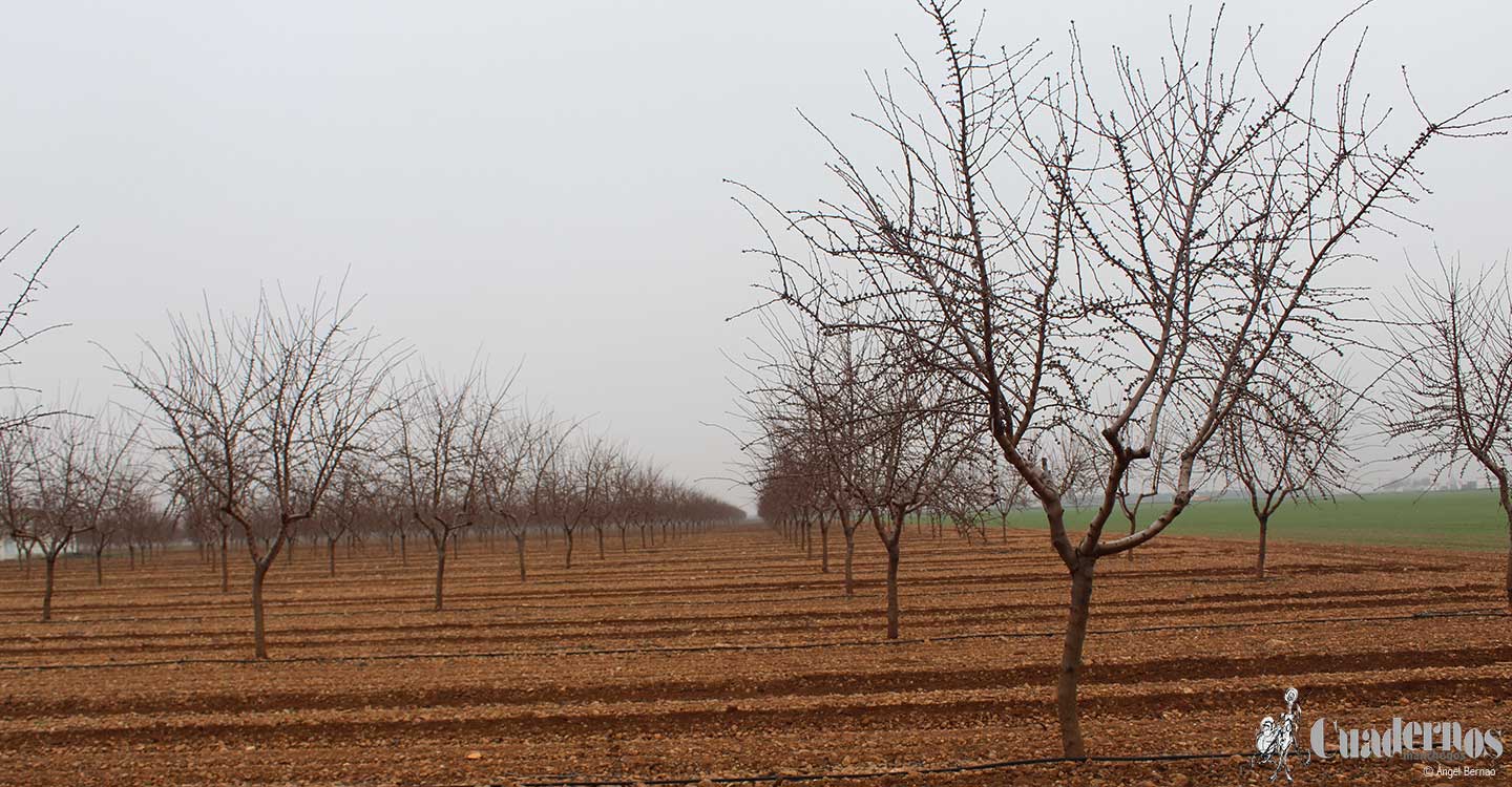 Paisajes de Tomelloso: Árboles de frutos secos