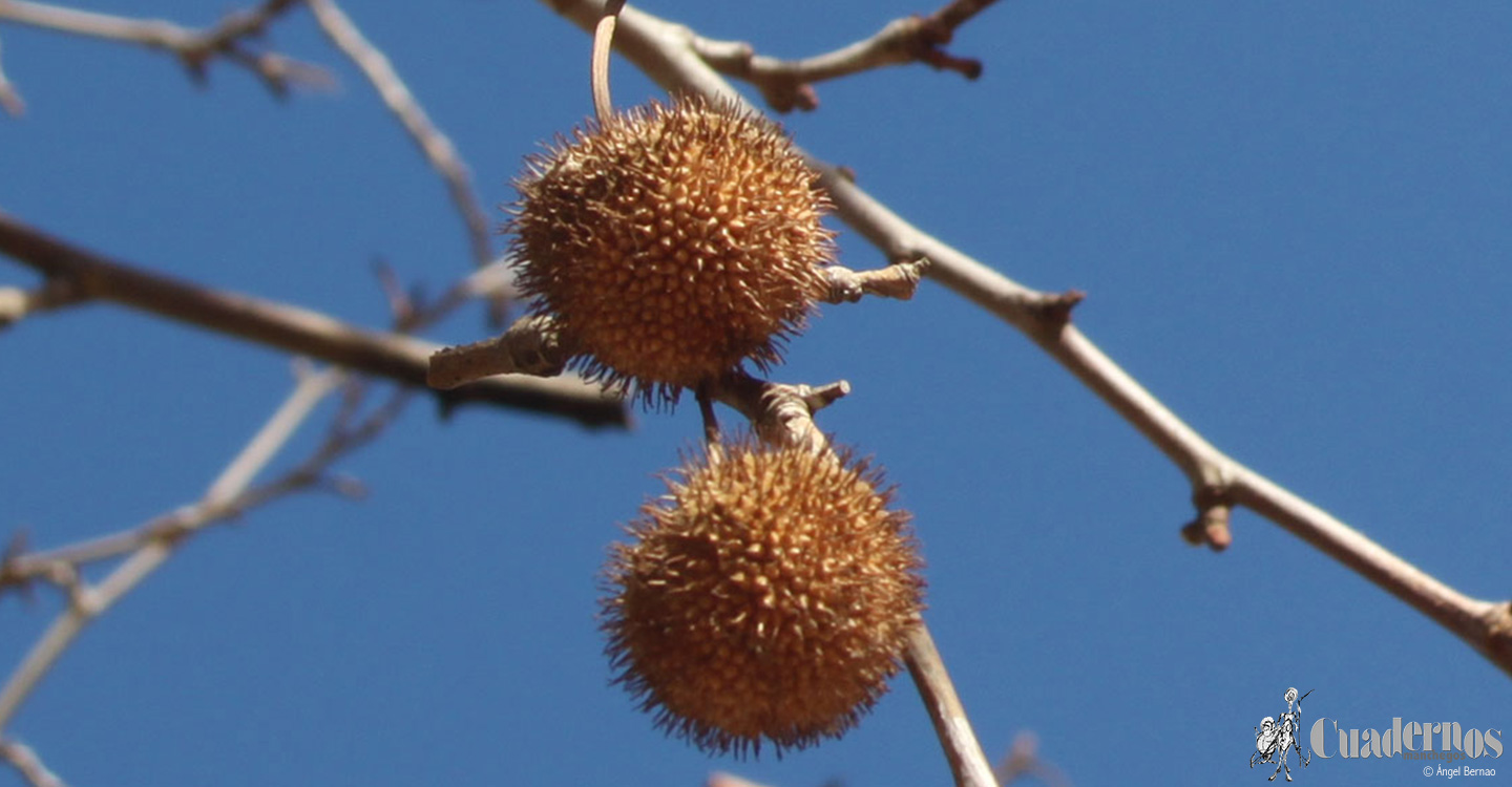 Árboles de Tomelloso