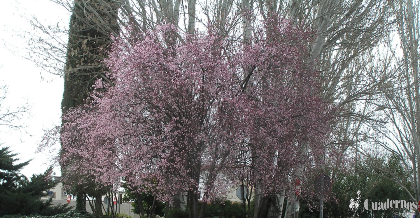 Árboles de Tomelloso