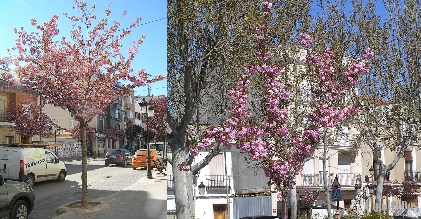 Árboles de Tomelloso: Prunus serrulata Lindl. (Cerezo de flor japonés)