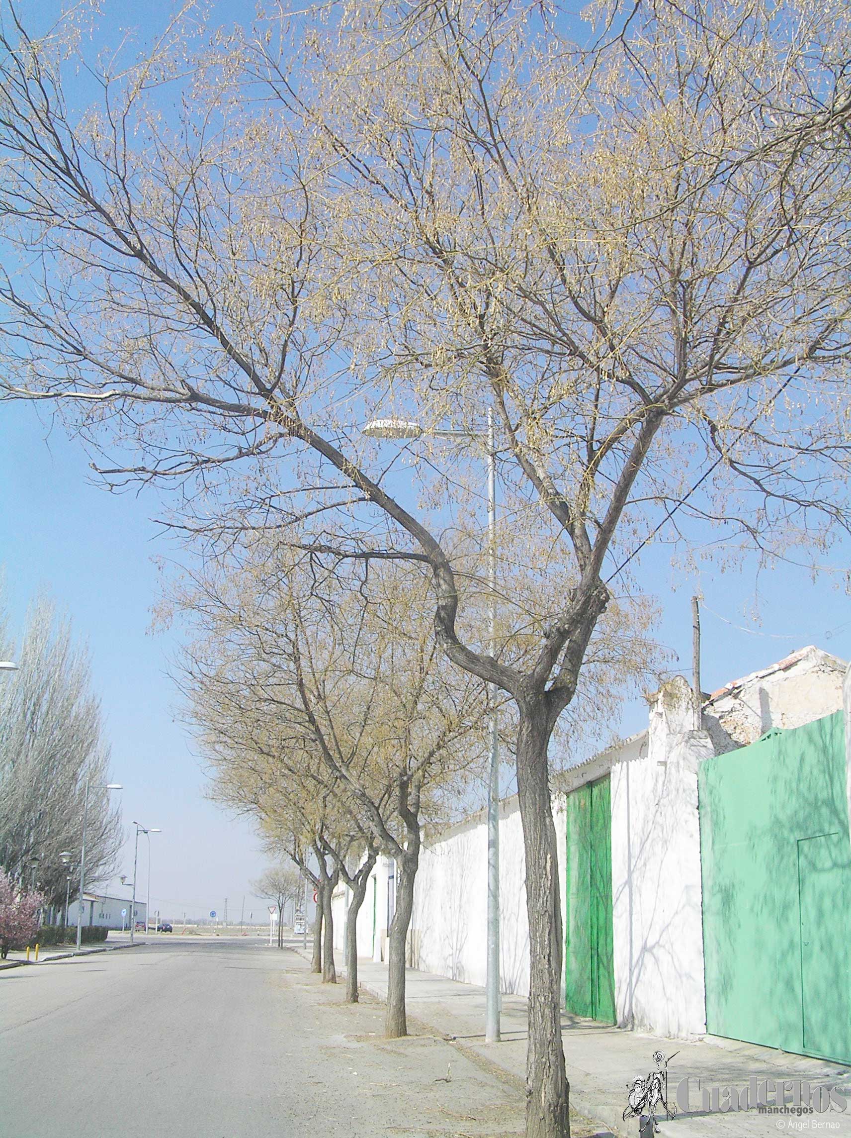 Arboles de Tomelloso Sófora