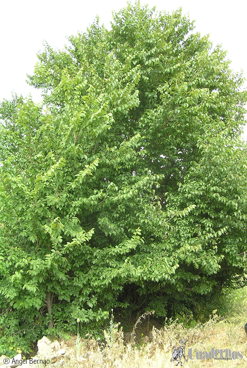 Arboles de Tomelloso