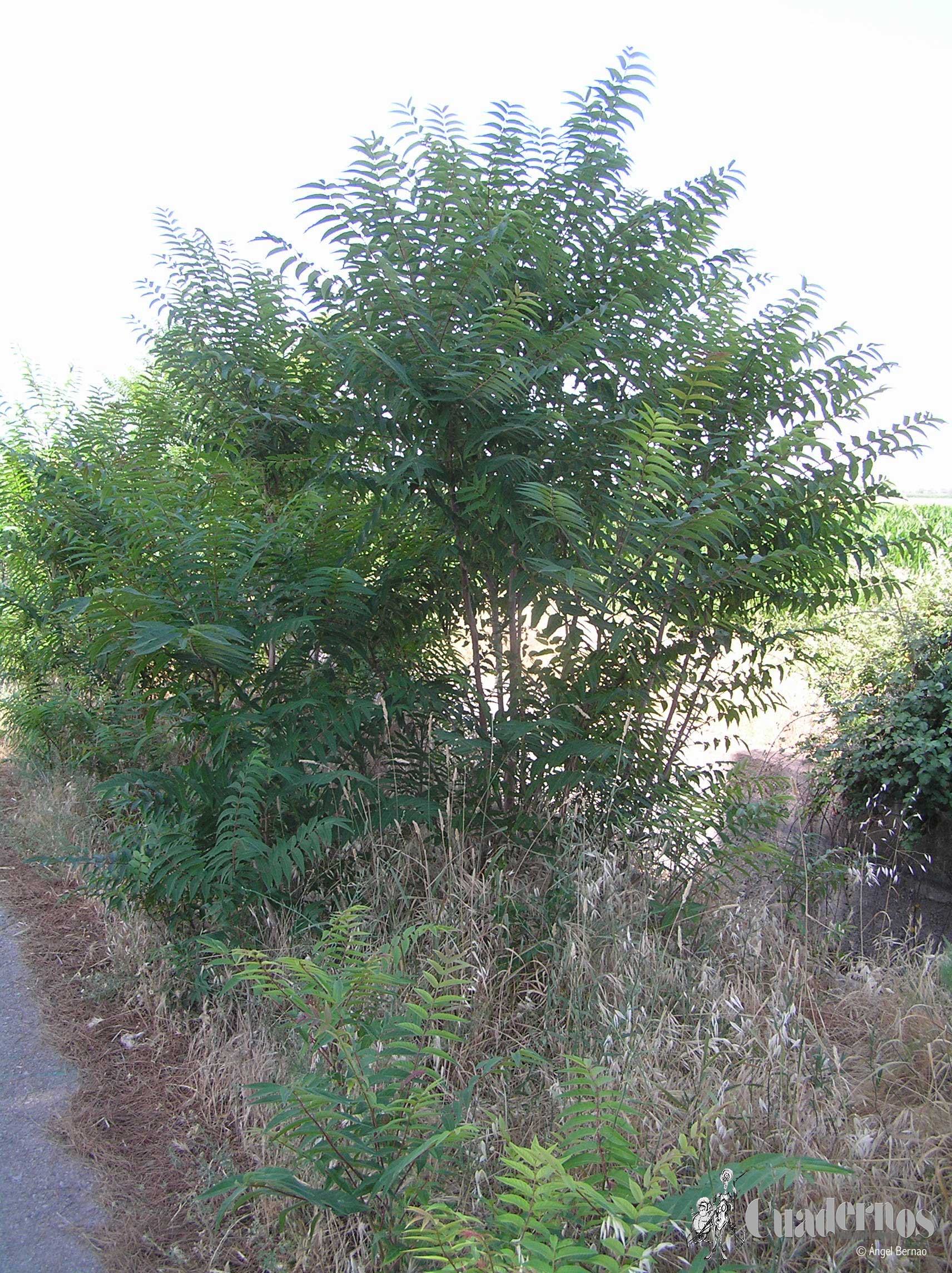 arboles de tomelloso