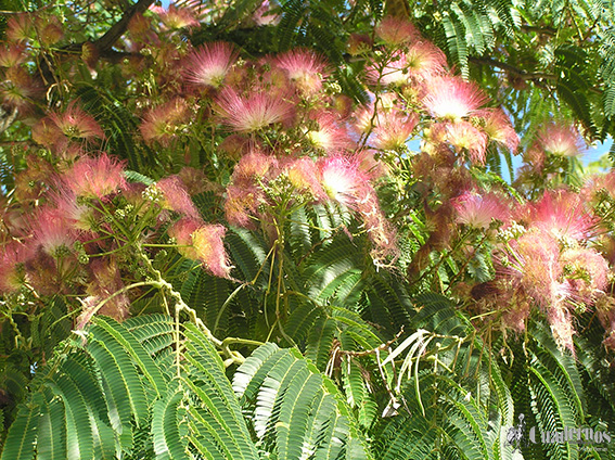 Albizia julibrissim