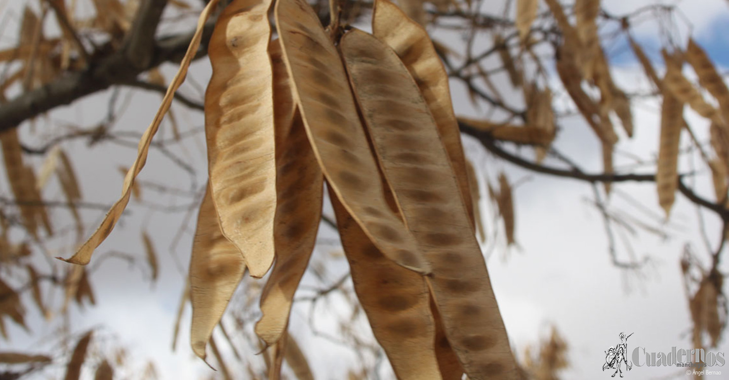 Árboles de Tomelloso : Albizia julibrissin

