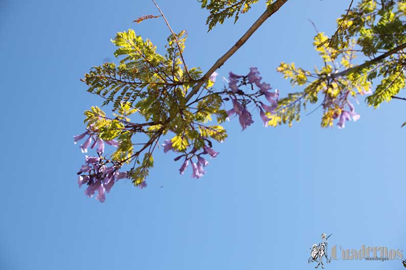 Jacaranda Mimosifolia