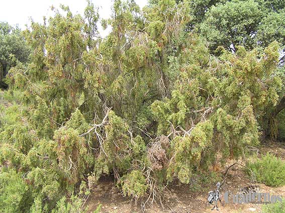 Juniperus oxycedrus