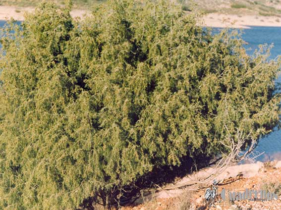 Juniperus oxycedrus