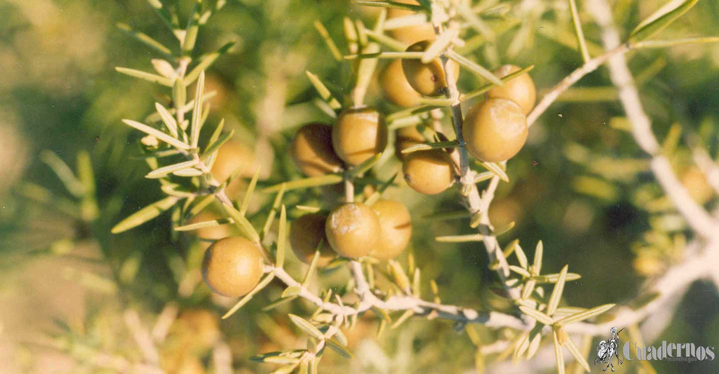 Árboles de Tomelloso : Juniperus oxycedrus L. 