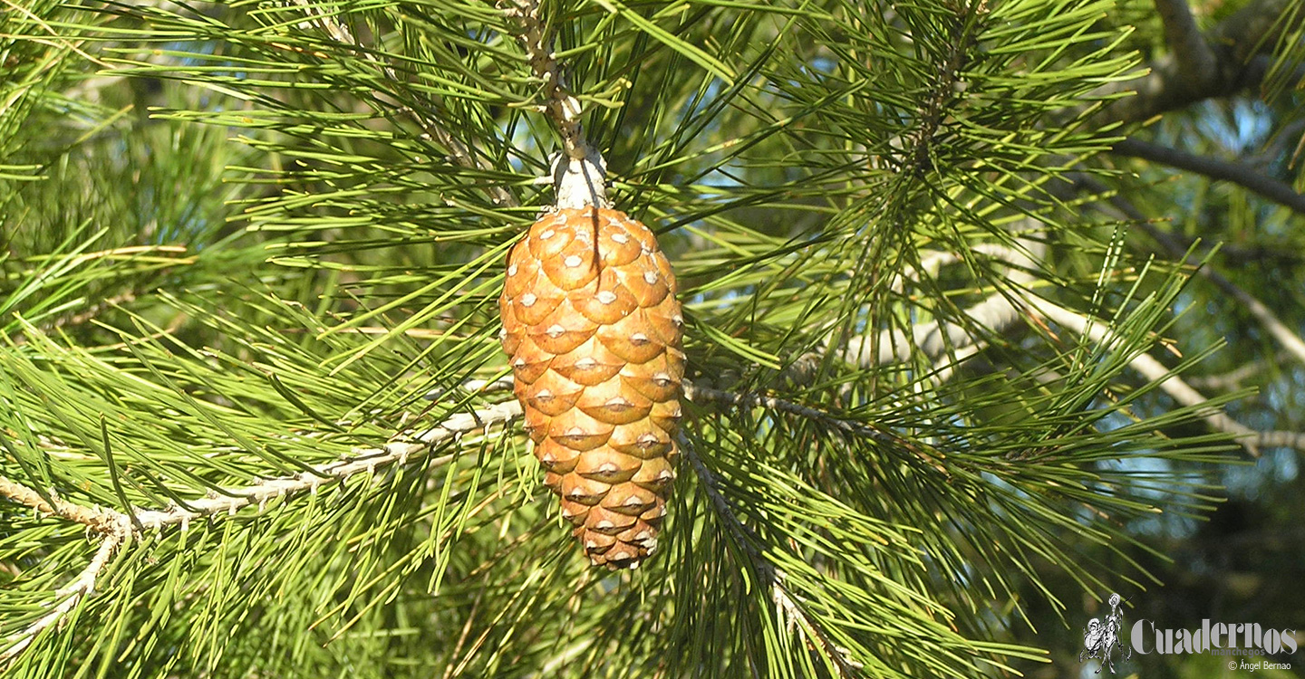 Árboles de Tomelloso : Pinus halepensis (Pino de Alepo)

