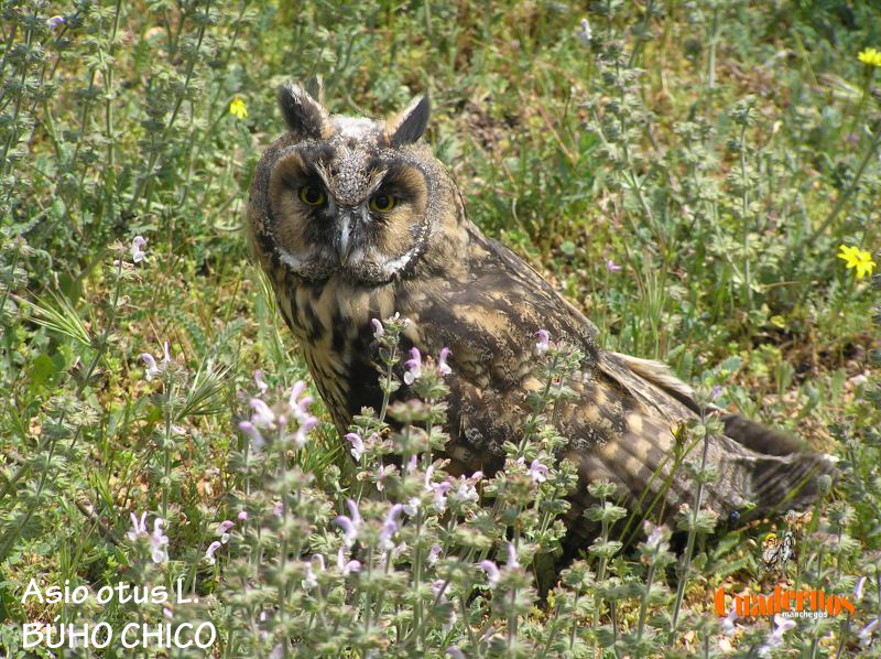 Aves de la Comarca de Tomelloso (I)