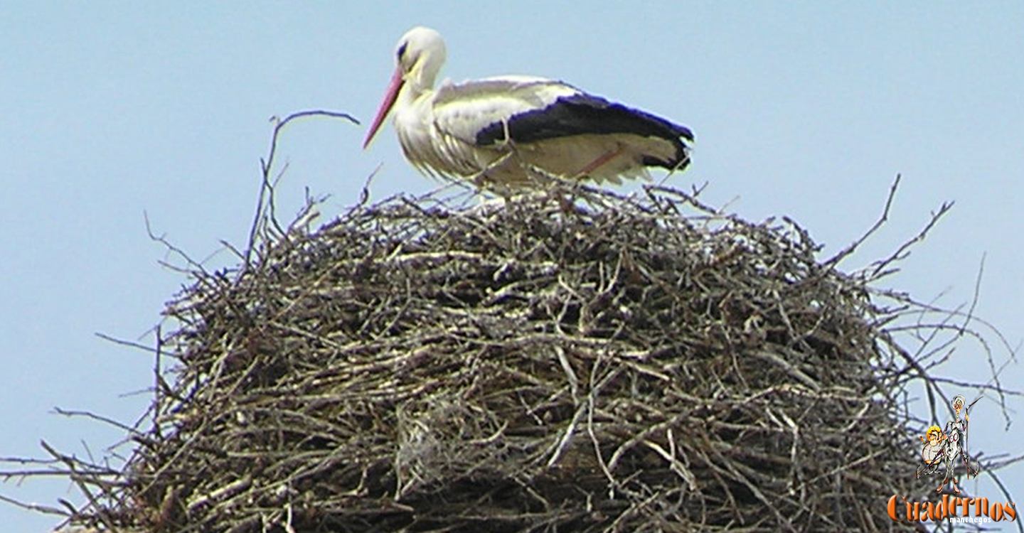 Aves de la Comarca de Tomelloso (II)